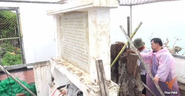 Probe ordered into cutting of a royal Bodhi tree in Prachuab Khiri Khan |