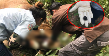 Banteng killed in national forest reserve |