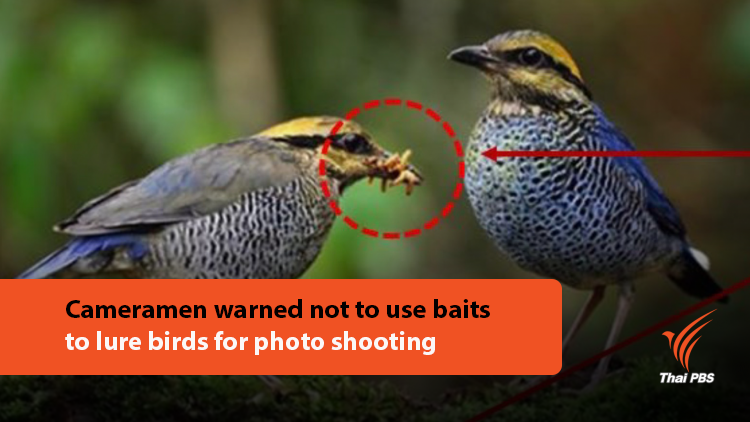 Cameramen warned not to use baits to lure birds for photo shooting |