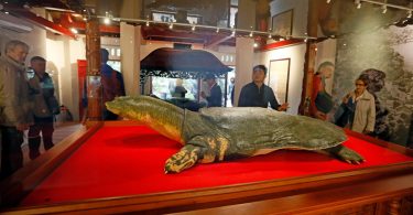 Vietnam Embalms a Sacred Turtle, Lenin-Style