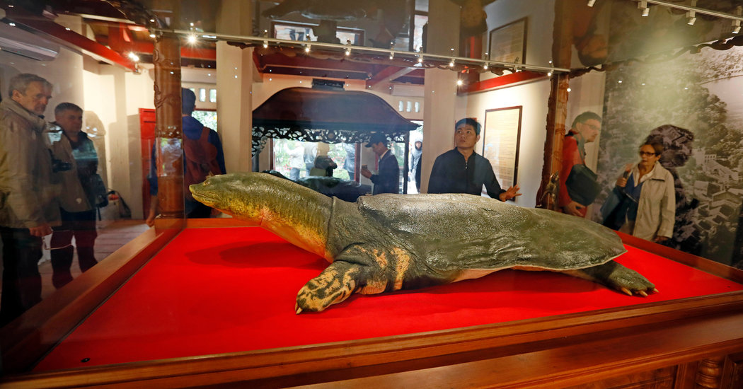 Vietnam Embalms a Sacred Turtle, Lenin-Style
