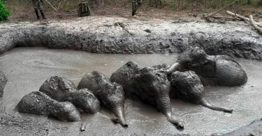 Six baby elephants stuck in muddy pit rescued by Thailand park rangers