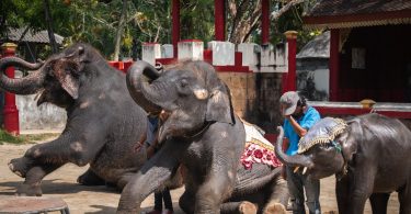 ‘Skeletal’ baby elephant forced to bang head to rave music as Thailand zoo visitors laugh