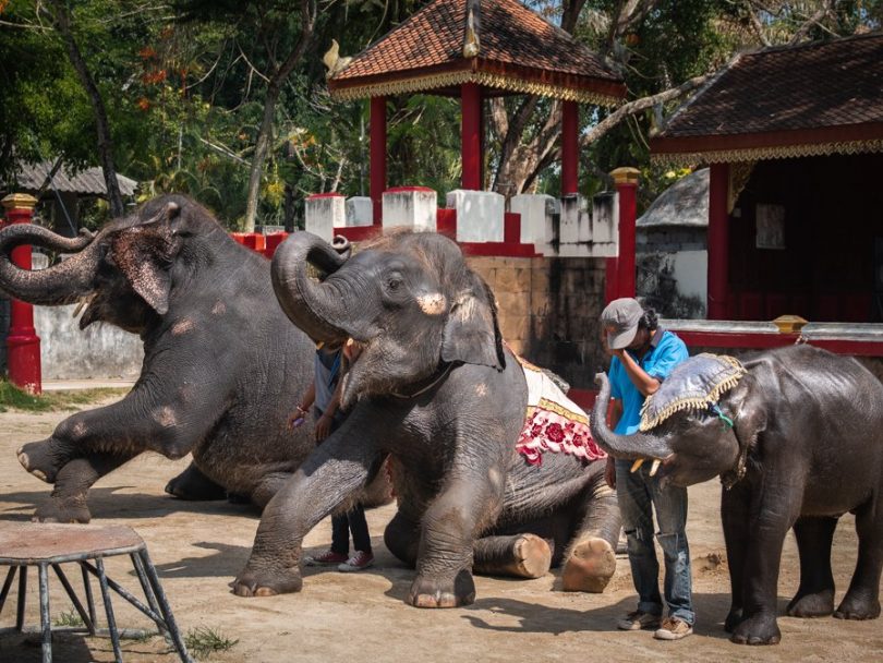 ‘Skeletal’ baby elephant forced to bang head to rave music as Thailand zoo visitors laugh