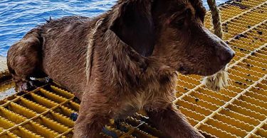 Stranded dog rescued while swimming 135 miles off Thai coast