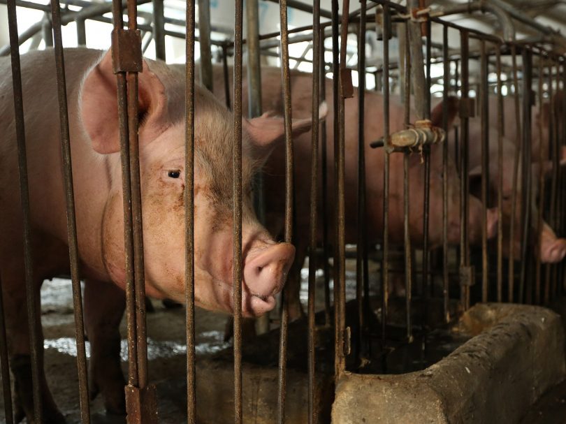 Tesco accused of using ‘barbaric’ pig farms where animals are kept in cages ‘no bigger than a fridge’