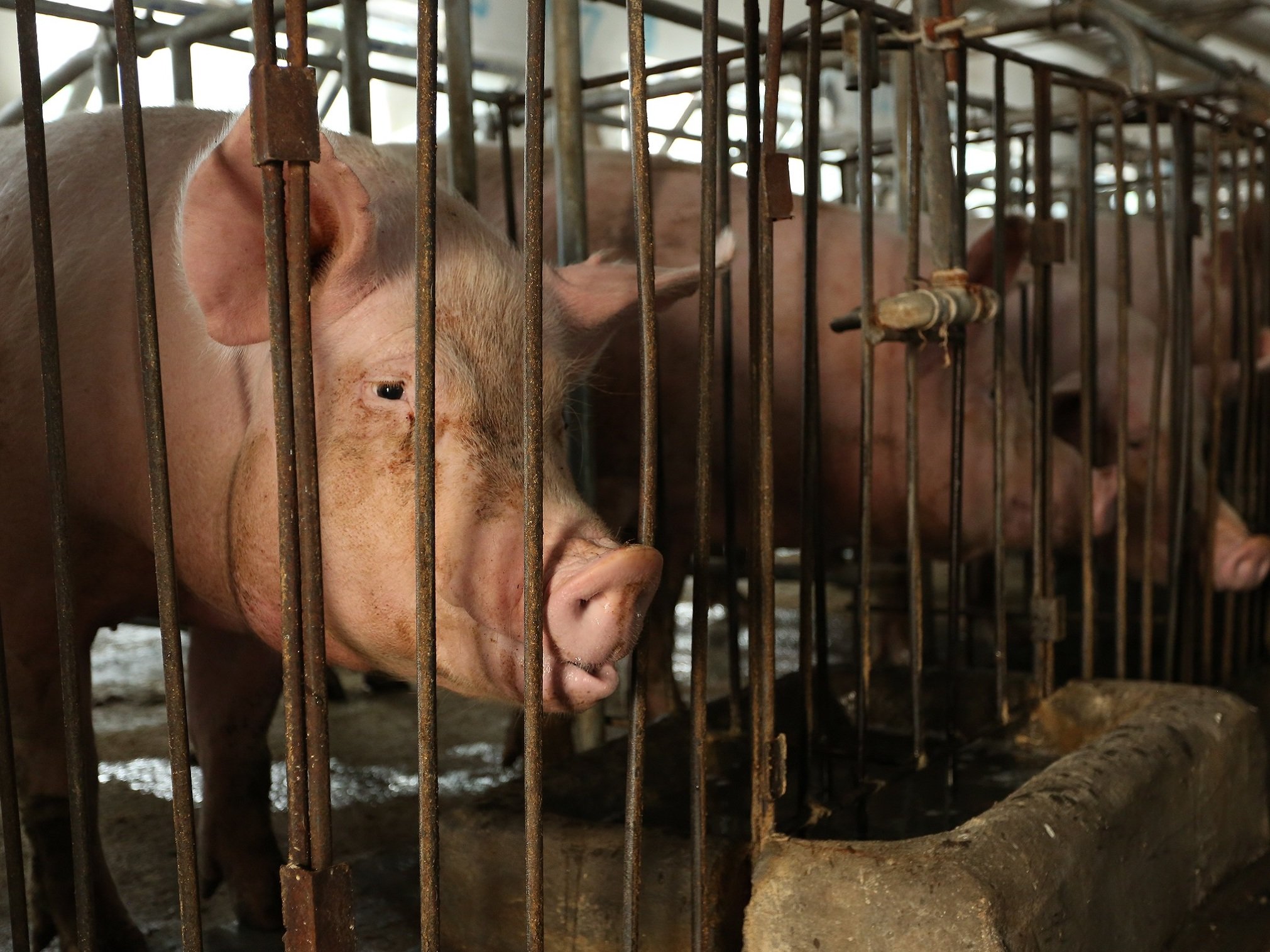 Tesco accused of using ‘barbaric’ pig farms where animals are kept in cages ‘no bigger than a fridge’