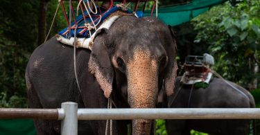 Elephant rides in Thailand: Just tourism or abuse?