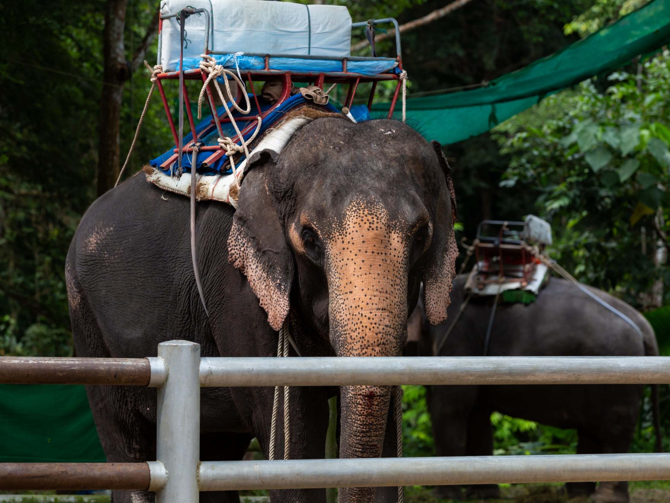 Elephant rides in Thailand: Just tourism or abuse?