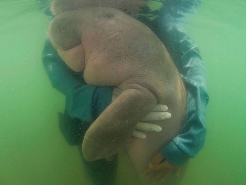 Thailand’s dugong Marium dies of shock and ingesting plastic