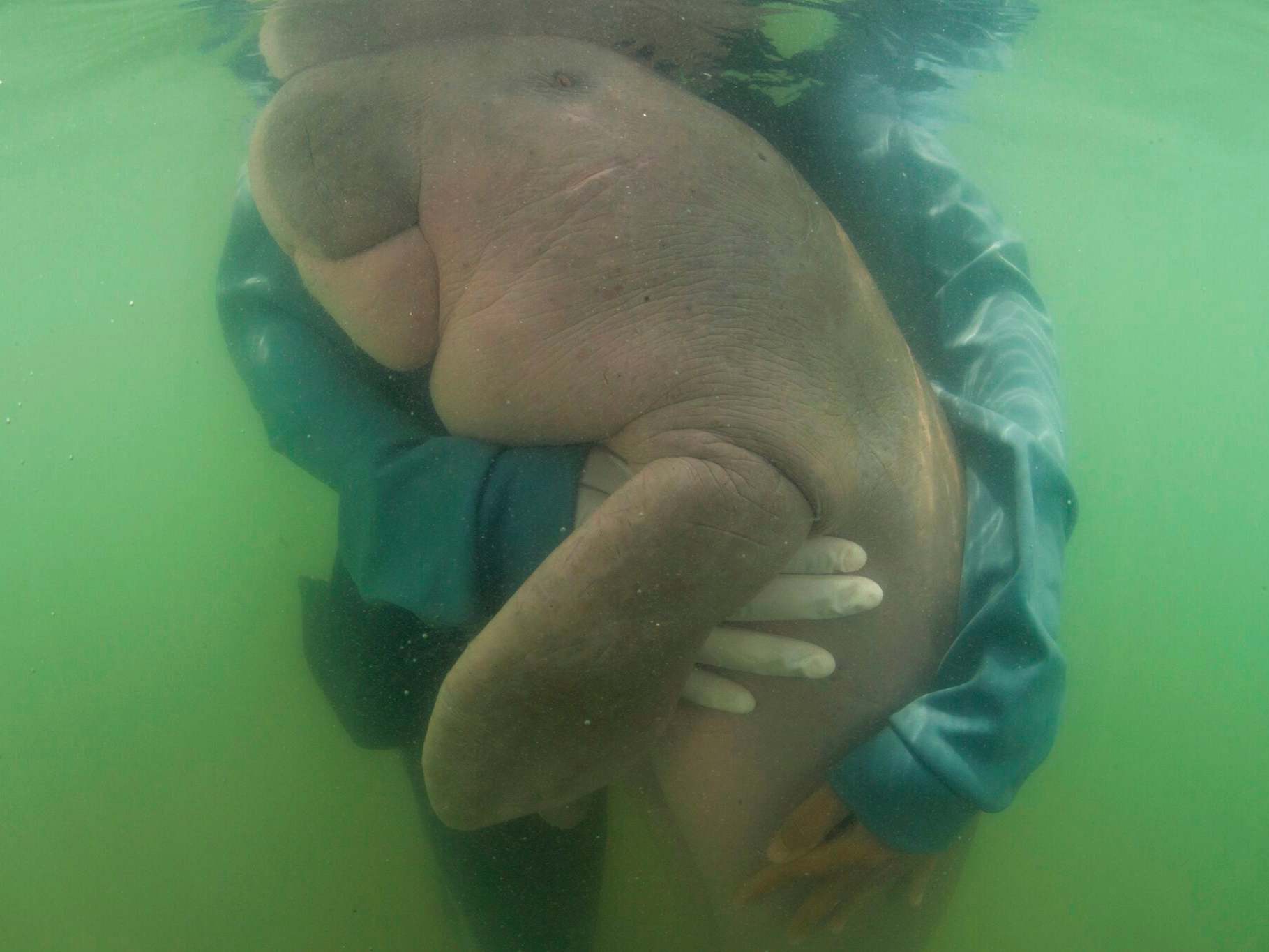 Thailand’s dugong Marium dies of shock and ingesting plastic