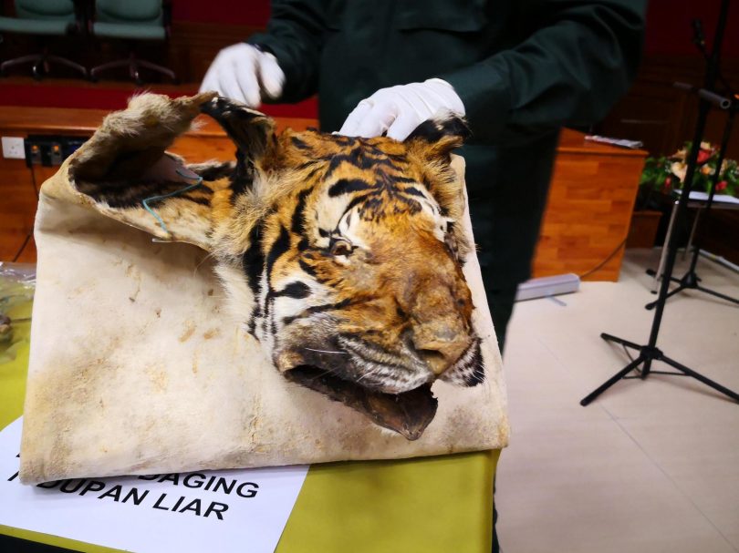 At least two dead tigers seized each week from smugglers threatening big cats’ future, study says