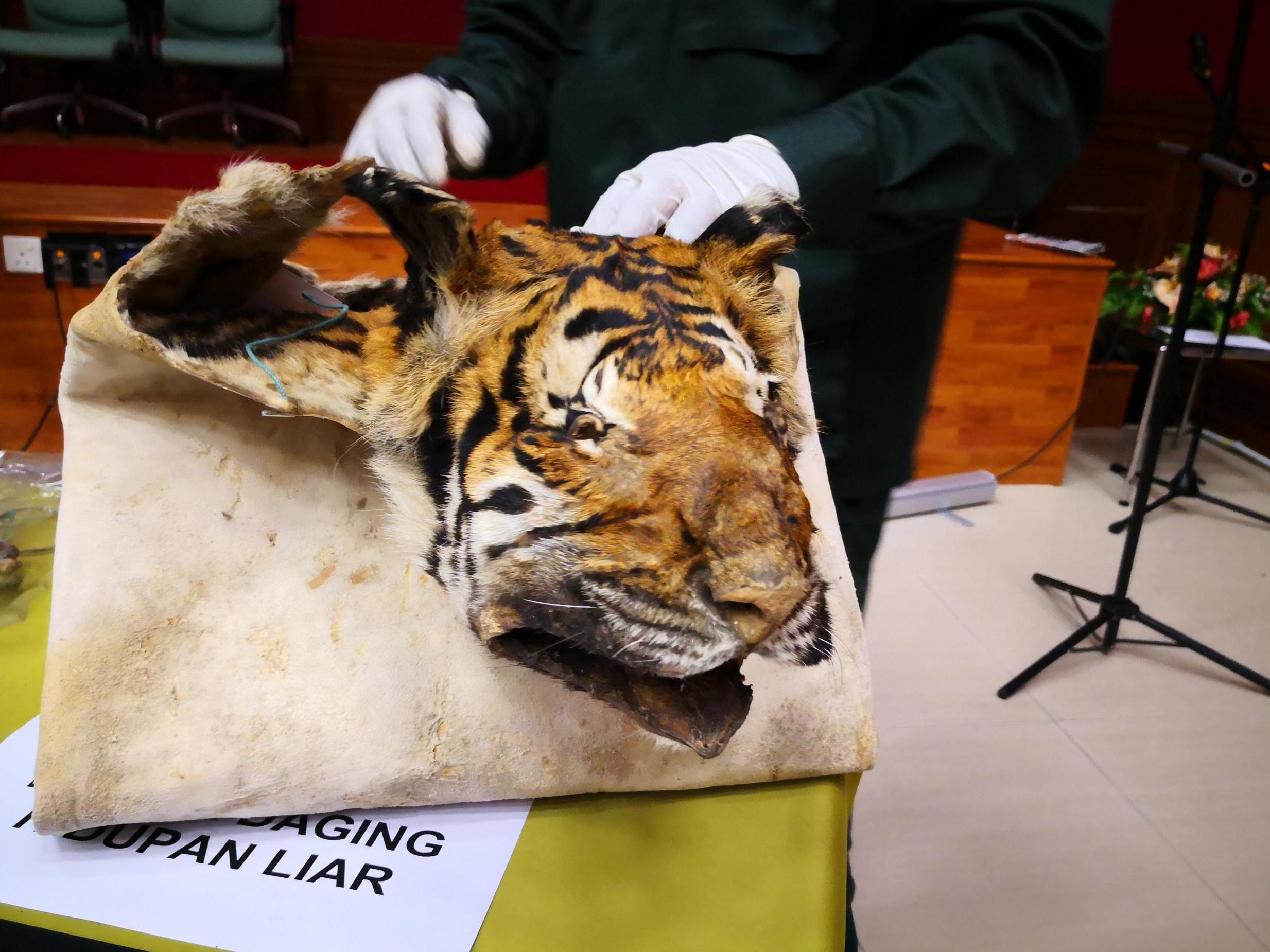 At least two dead tigers seized each week from smugglers threatening big cats’ future, study says