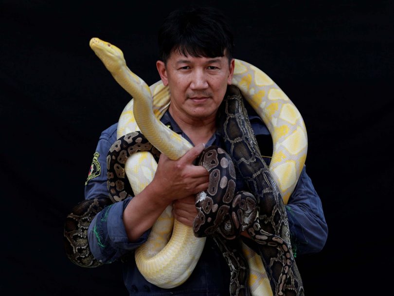 In pictures: The Bangkok firefighter taking on snakes with his bare hands