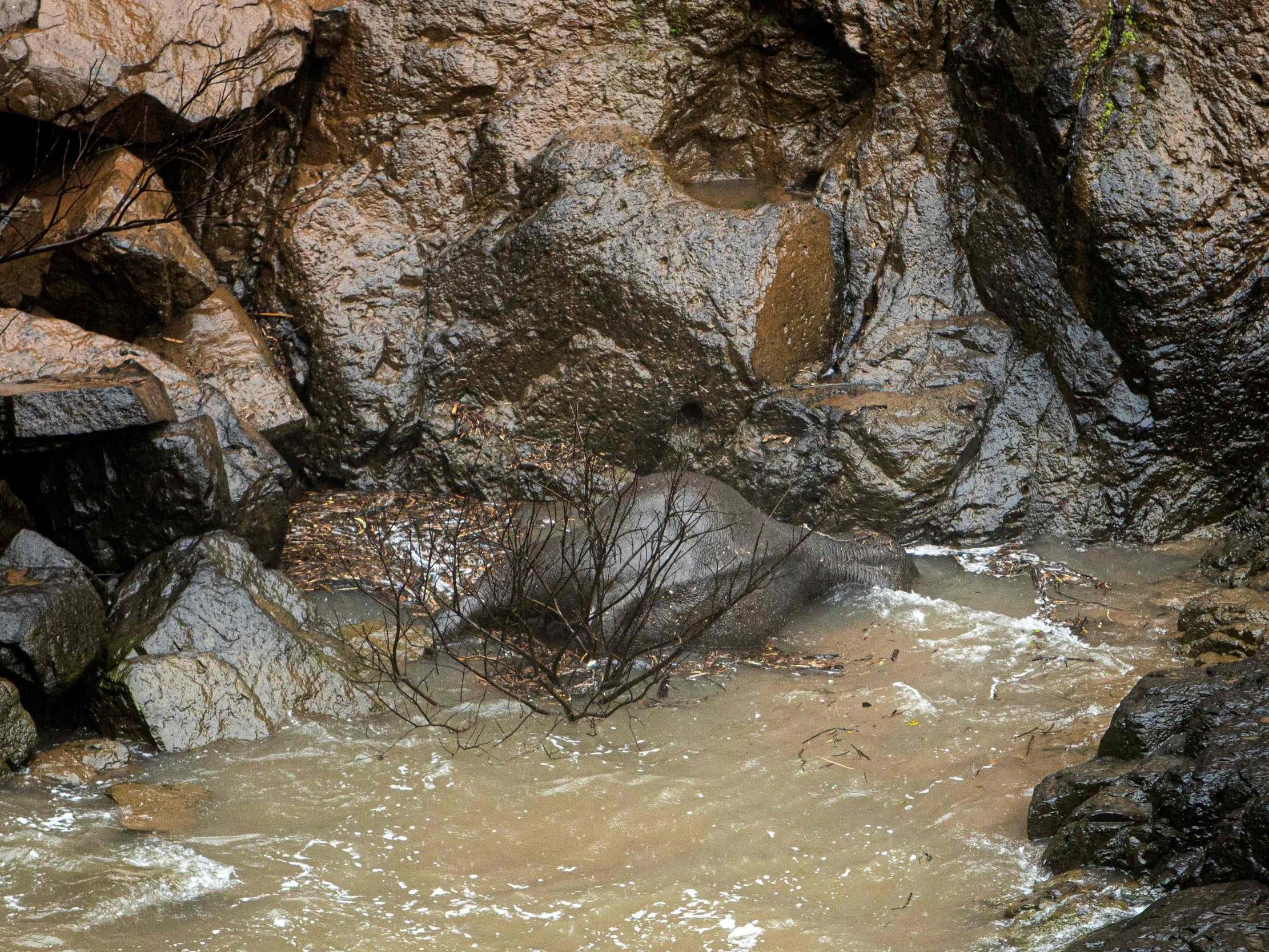 Eleven elephants die after falling into waterfall trying to save calf