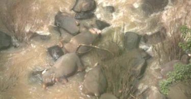 Six elephants die in Thailand trying to save each other from waterfall