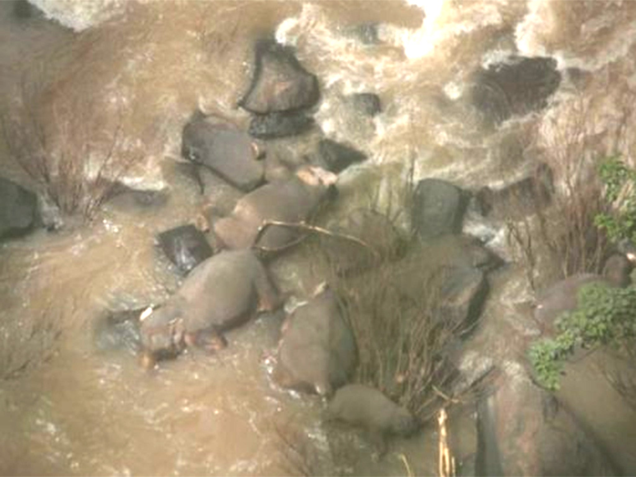 Six elephants die in Thailand trying to save each other from waterfall