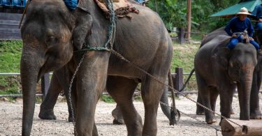 Elephant babies hit with metal hooks and forced to perform tricks for tourists in ‘nursery from hell’, investigators say