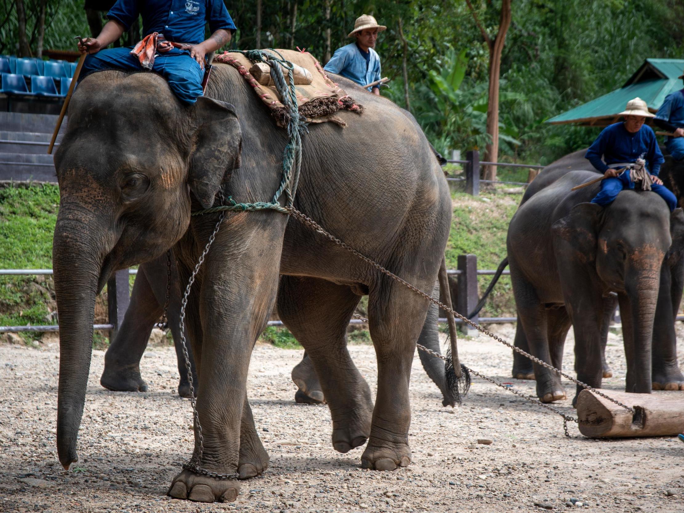 Elephant babies hit with metal hooks and forced to perform tricks for tourists in ‘nursery from hell’, investigators say