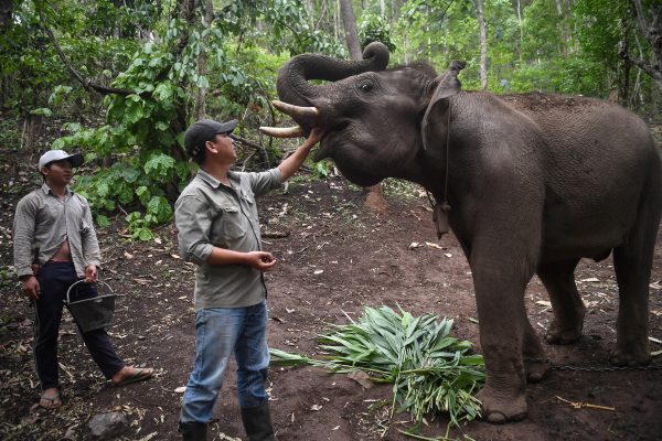 Thai elephants’ mass migration to village brings new stress – Thai PBS World