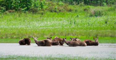Khao Yai Park fully booked as Thailand’s national parks reopen – Thai PBS World