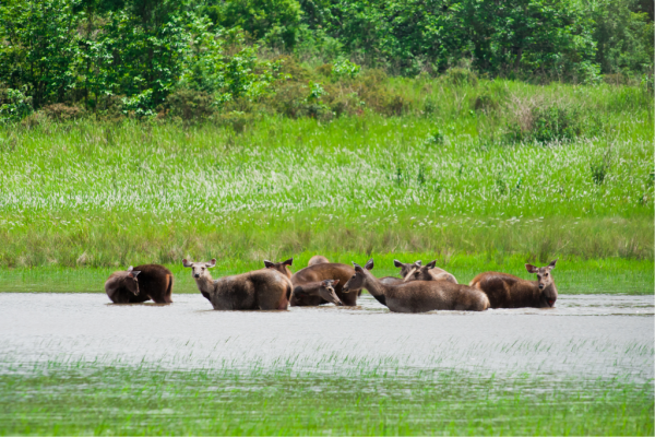 Khao Yai Park fully booked as Thailand’s national parks reopen – Thai PBS World