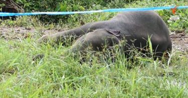 Two baby elephants electrocuted in a fruit orchard in Chanthaburi province – Thai PBS World