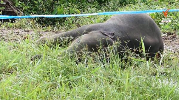 Two baby elephants electrocuted in a fruit orchard in Chanthaburi province – Thai PBS World