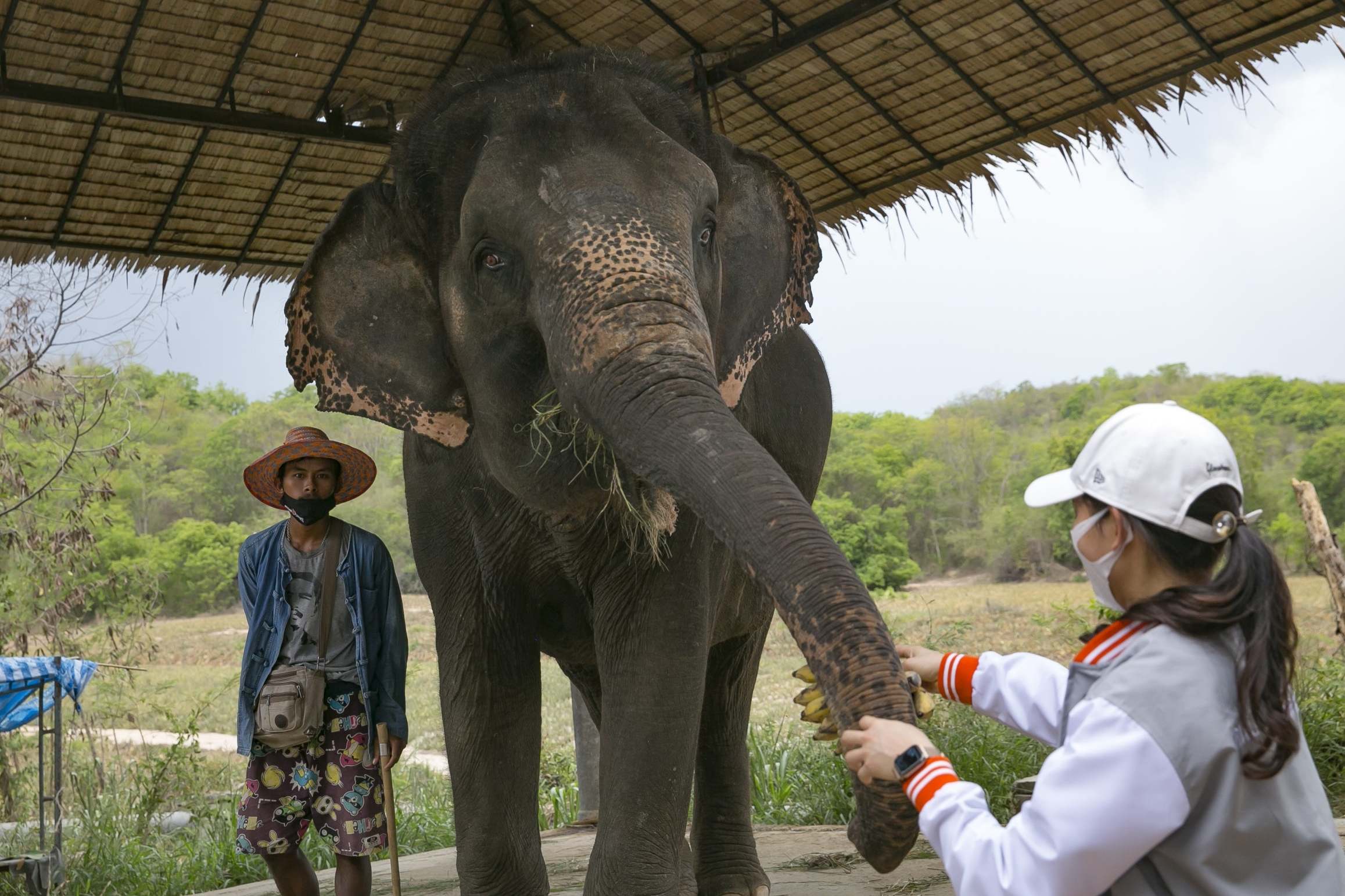 Coronavirus: It’s not just humans hit by lack of tourism, Thailand’s elephants are in danger too
