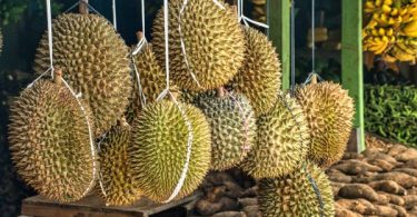 Thai durians trigger evacuation of post office in German town – Thai PBS World