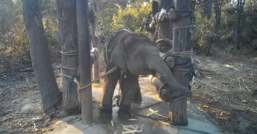 Elephant training process known as ‘the crush’ revealed in rarely-seen footage