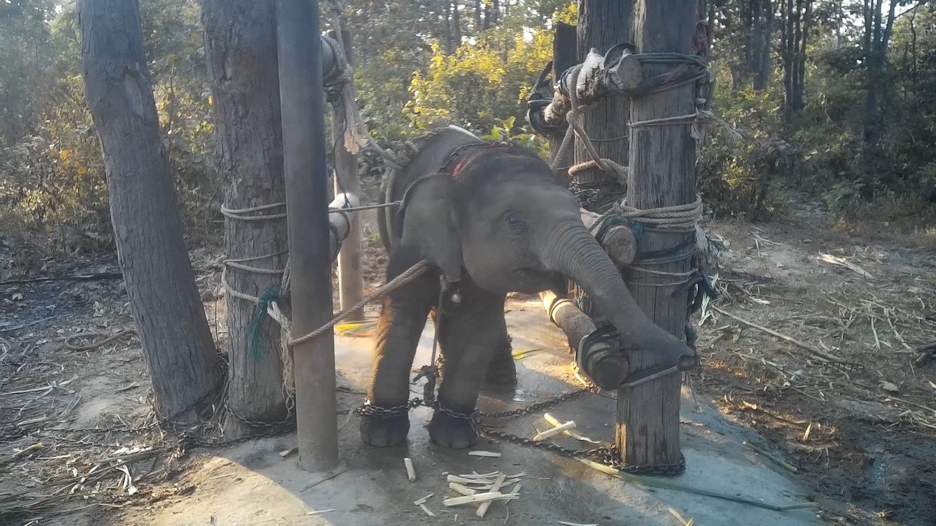 Elephant training process known as ‘the crush’ revealed in rarely-seen footage