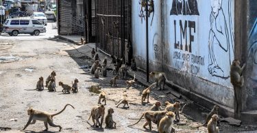 Thai vets perform mass sterilisation on violent monkey population in ancient city