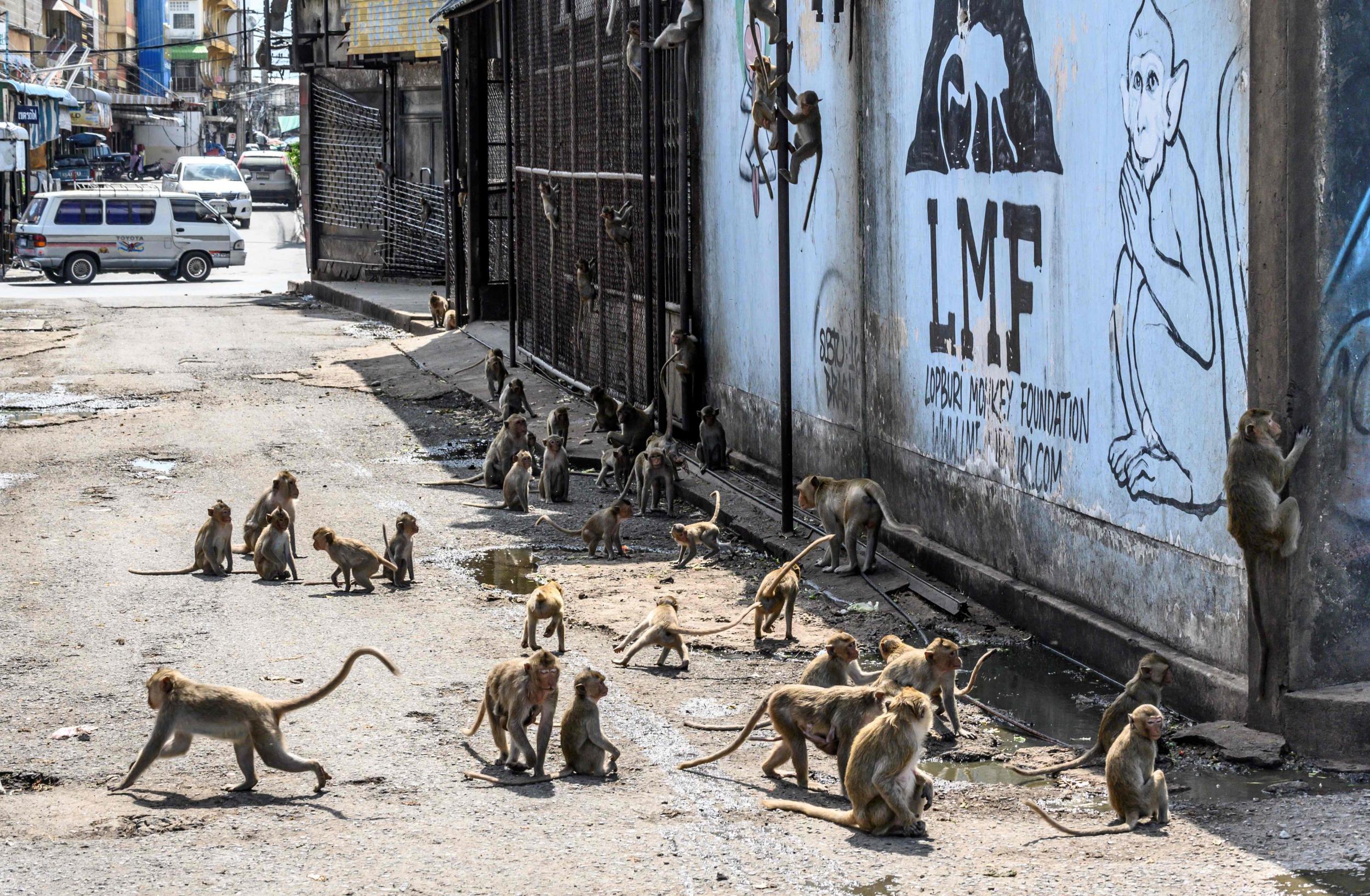 Thai vets perform mass sterilisation on violent monkey population in ancient city