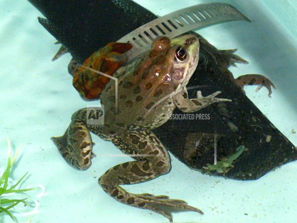 Rare leopard frog found beyond its known range in Southwest – Thai PBS World