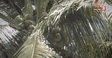 UK supermarkets may ban Thai coconut products over use of monkeys – Thai PBS World