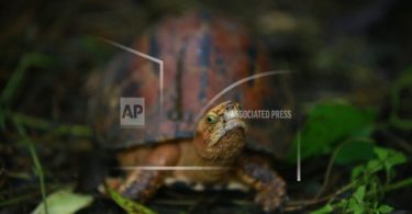Vietnam bans wildlife imports, markets amid new health fears – Thai PBS World