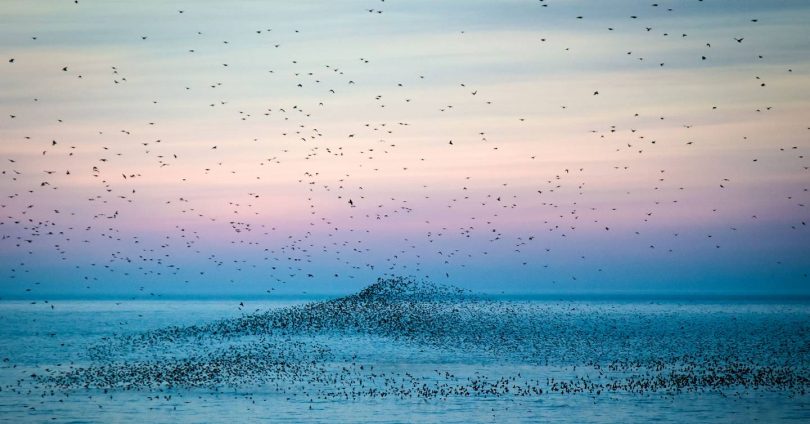 What it’s like to travel the world as a birdwatcher