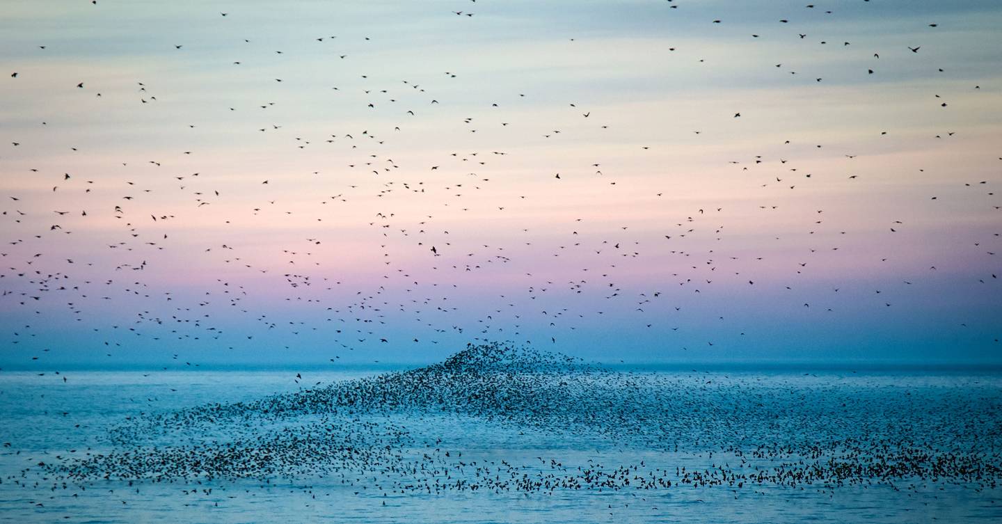 What it’s like to travel the world as a birdwatcher