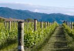 Summer wine pairings with Moët Hennessy and Clos19