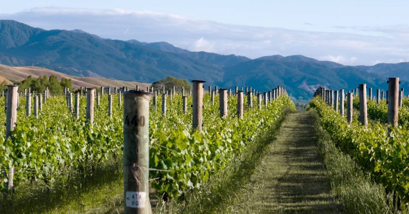 Summer wine pairings with Moët Hennessy and Clos19