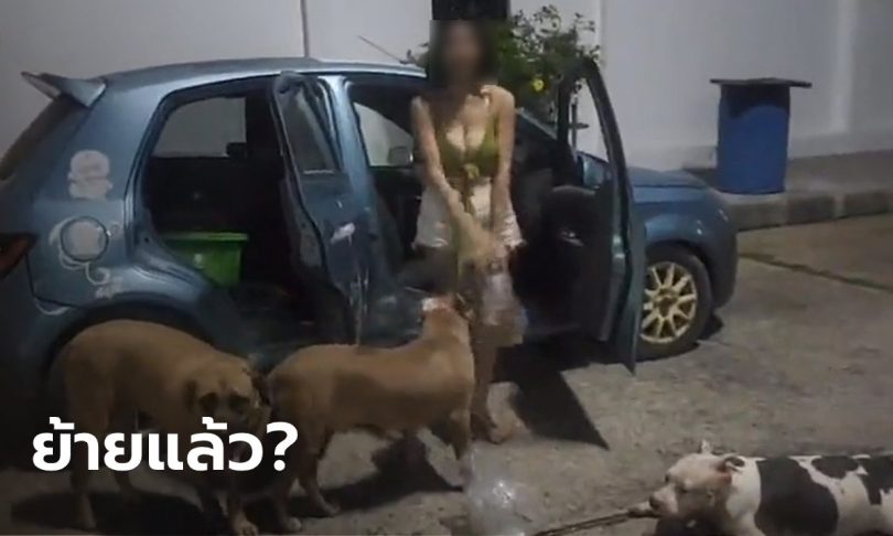 เจ้าของสุนัขพิทบูลเครียดจัด! พาหมา 3 ตัว ขับรถหาบ้านเช่าจนน้ำมันหมด