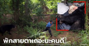 หมีควายสิ้นฤทธิ์แล้ว เฮือกสุดท้ายยังอาละวาดเจ้าหน้าที่ก่อนสลบ จบมหากาพย์ตามล่า 10 วัน