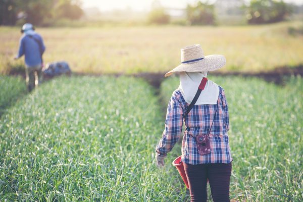 Thailand’s Hazardous Substances Committee upholds ban on farm chemicals