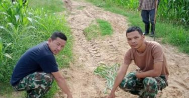 Tiger sighted in maize plantation near Huey Kha Kheng wildlife sanctuary