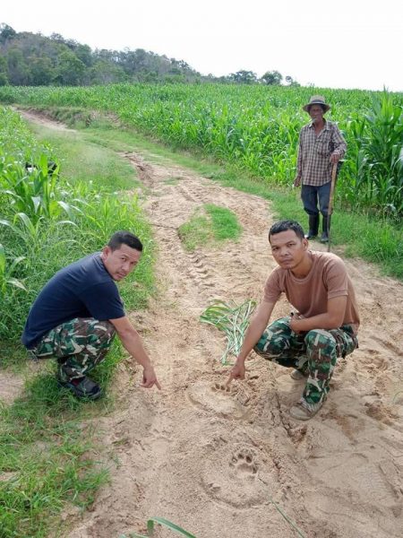 Tiger sighted in maize plantation near Huey Kha Kheng wildlife sanctuary