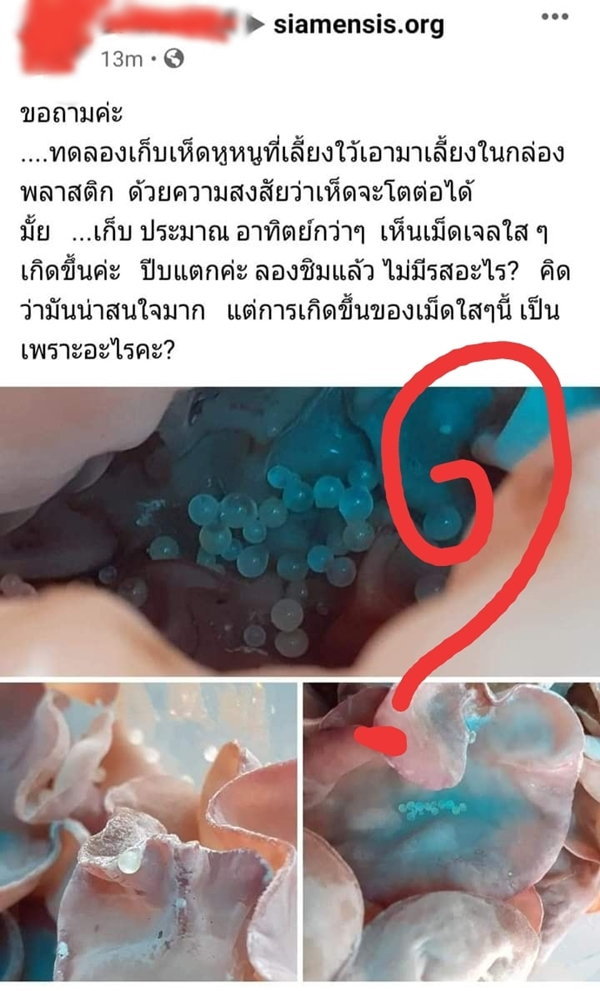 ขนลุก สาวลองชิมเม็ดใสๆ ขึ้นบนเห็ดหูหนู อ.เจษฎา เตือนอย่าชิมเล่น