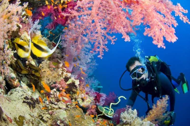 Exploring Richelieu Rock – One of the Top 10 diving spots in the World