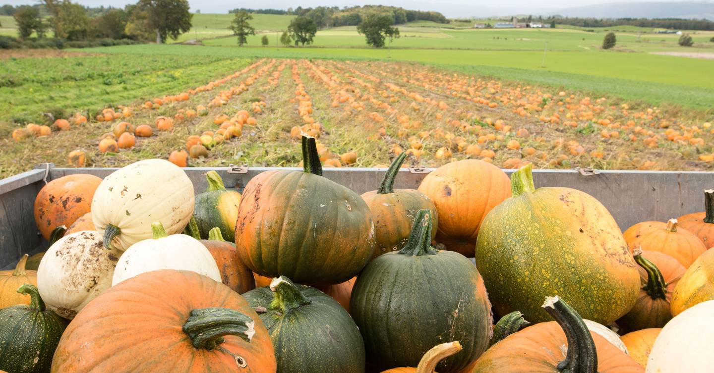 The best pumpkin patches in the UK