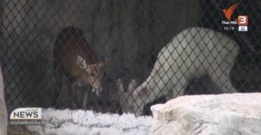 Songkhla Zoo official kills himself after allegedly killing his boss